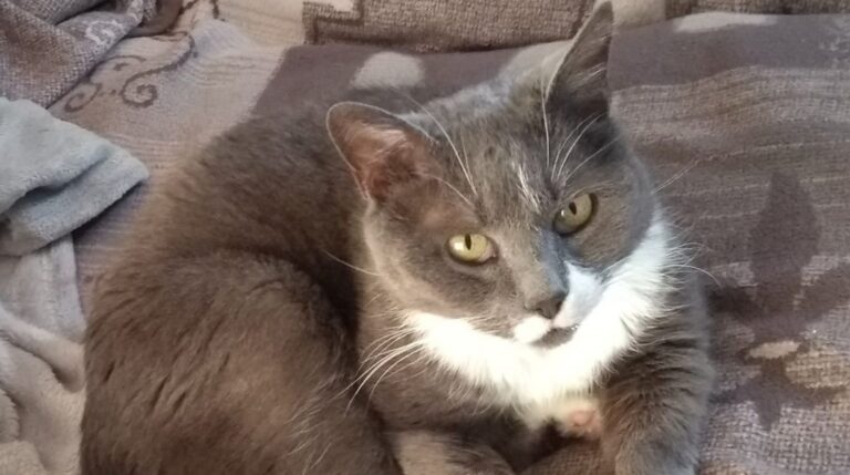 promodierenwelzijn- katten-adopteren-2
