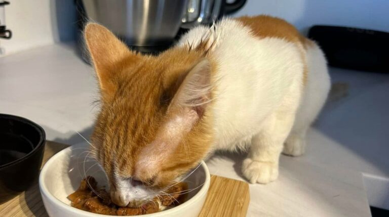 promodierenwelzijn- katten-adopteren-3