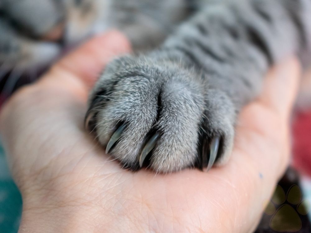 promo dierenwelzjin